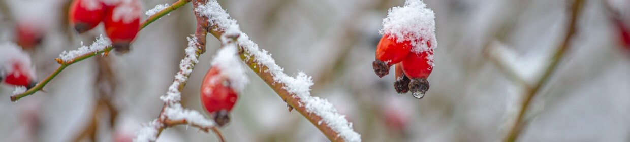 202410_buyingguide_Frost-Descent_1240x280.jpg