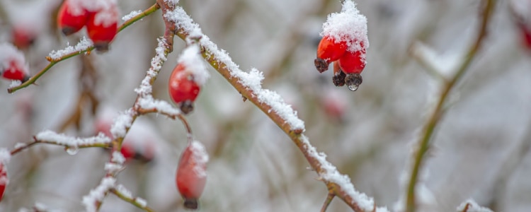202410_buyingguide_Frost-Descent_750x300.jpg