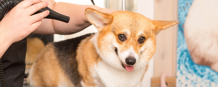 202410_buyingguide_pet_750x300.jpg