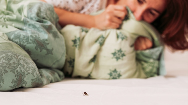 202503_buyingguide_Prevent-Bed-Bugs_750x422.jpg