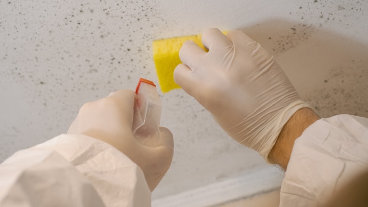 202507_buyingguide_mold-removal_750x422.jpg